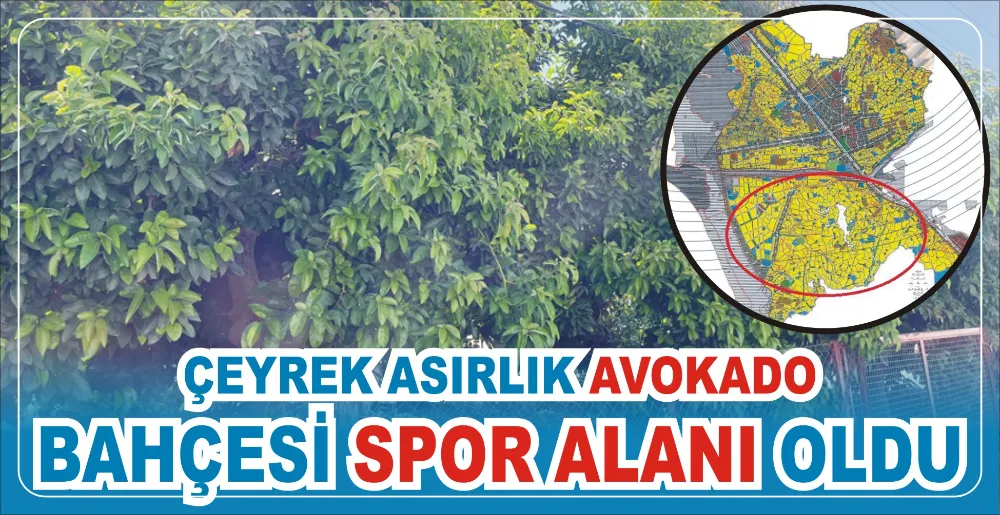 ÇEYREK ASIRLIK AVOKADO  BAHÇESİ SPOR ALANI OLDU