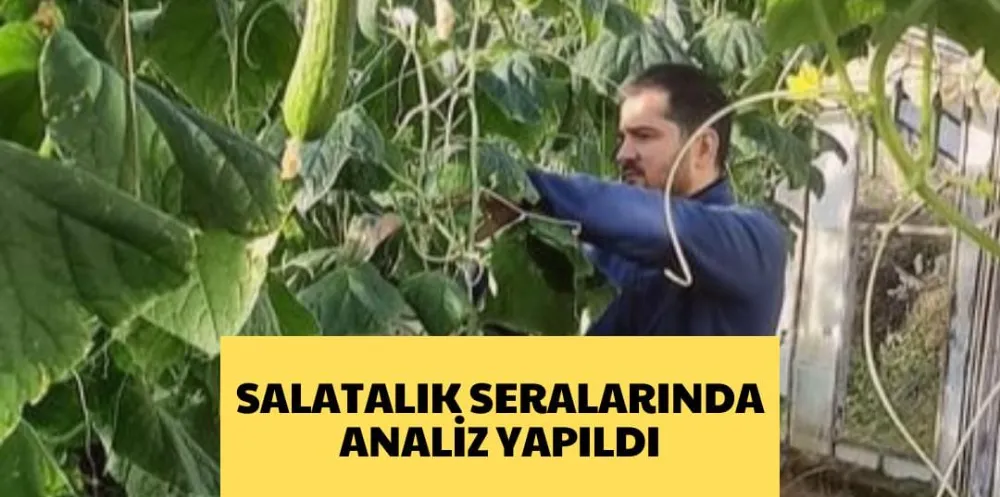 SALATALIK SERALARINDA ANALİZ YAPILDI