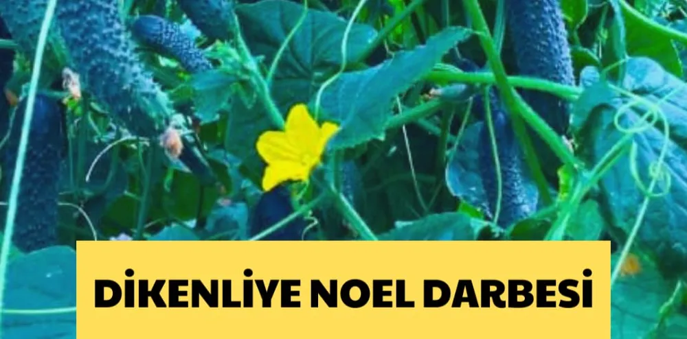 DİKENLİYE NOEL DARBESİ