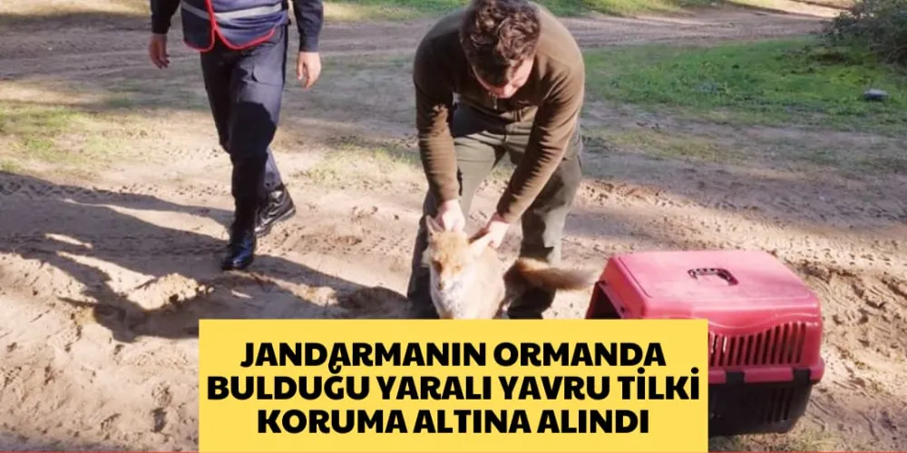 JANDARMANIN ORMANDA BULDUĞU YARALI TİLKİ KORUMA ALTINA ALINDI