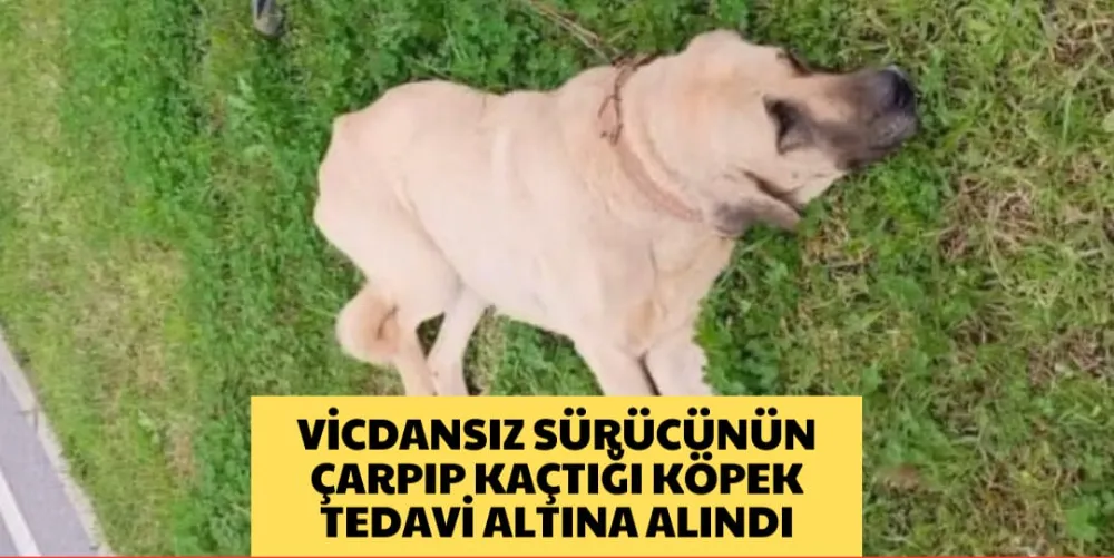 VİCDANSIZ SÜRÜCÜNÜN ÇAARPIP KAÇTIĞI KÖPEK TEDAVİ ALTINA ALINDI