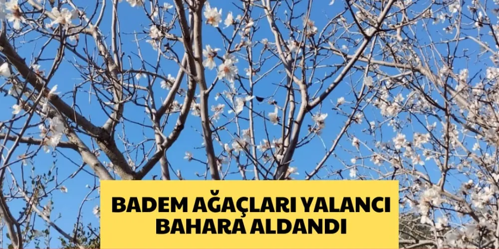 BADEM AĞAÇLARI YALANCI BAHARA ALDANDI