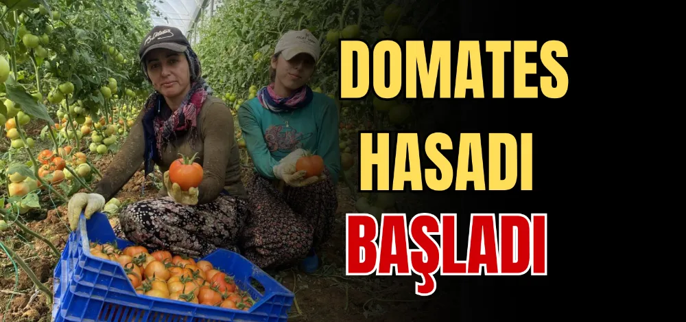 DOMATES HASADI BAŞLADI 