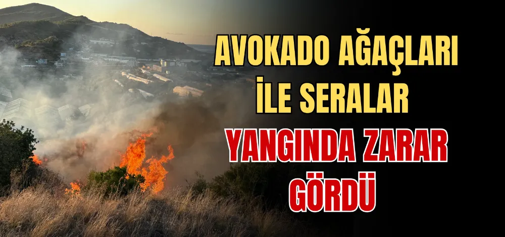 AVOKADO AĞAÇLARI İLE SERALAR YANGINDA ZARAR GÖRDÜ 