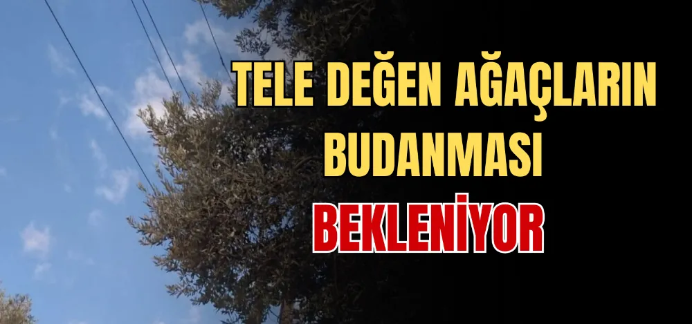 TELE DEĞEN AĞAÇLARIN BUDANMASI BEKLENİYOR 