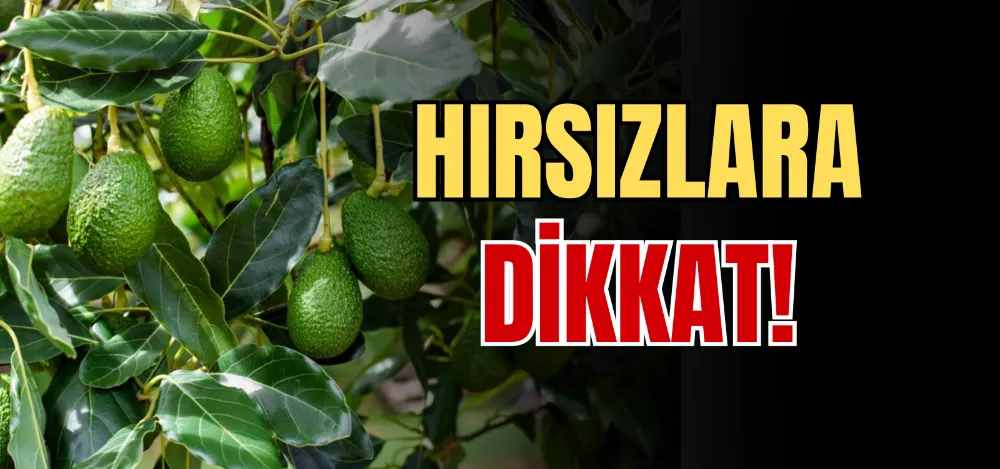 HIRSIZLARA DİKKAT! 