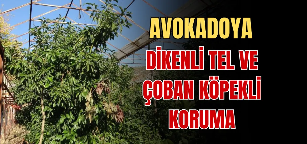 AVOKADOYA DİKENLİ TEL VE ÇOBAN KÖPEKLİ KORUMA 