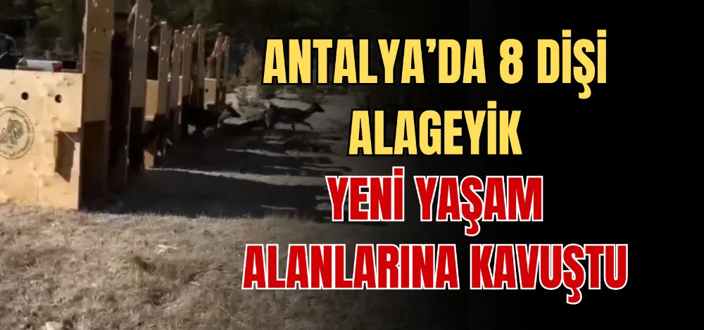 ANTALYA’DA 8 DİŞİ ALAGEYİK YENİ YAŞAM ALANLARINA KAVUŞTU 