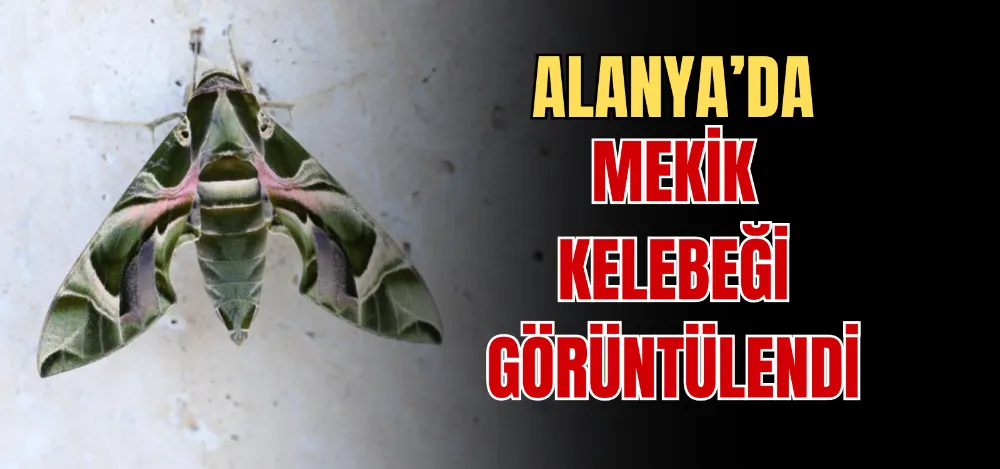 ALANYA’DA MEKİK KELEBEĞİ GÖRÜNTÜLENDİ