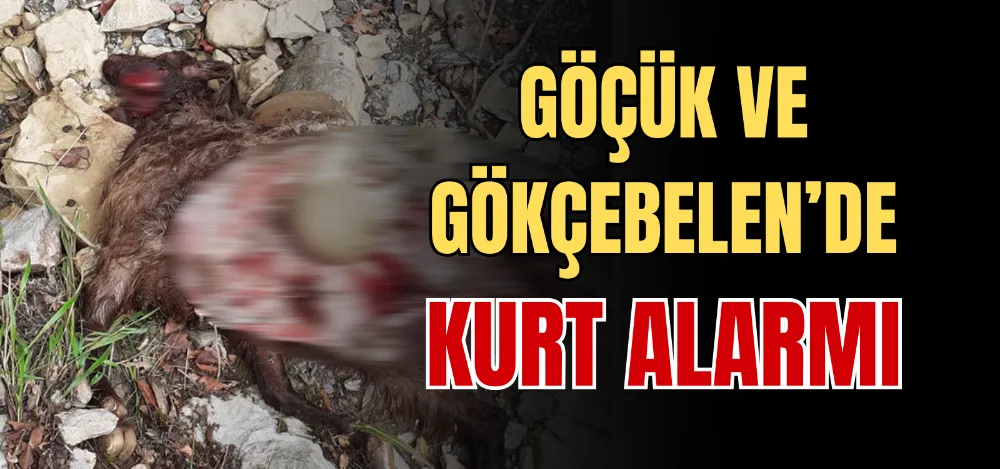 GÖÇÜK VE GÖKÇEBELEN’DE KURT ALARMI 