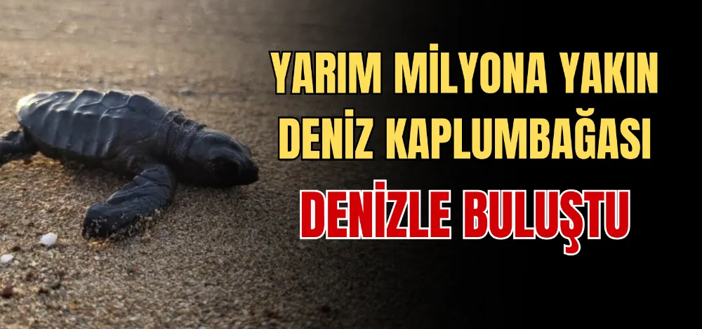 YARIM MİLYONA YAKIN DENİZ KAPLUMBAĞASI DENİZLE BULUŞTU 