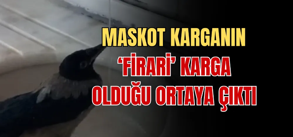 MASKOT KARGANIN ‘FİRARİ’ KARGA OLDUĞU ORTAYA ÇIKTI 