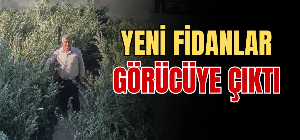 YENİ FİDANLAR GÖRÜCÜYE ÇIKTI 