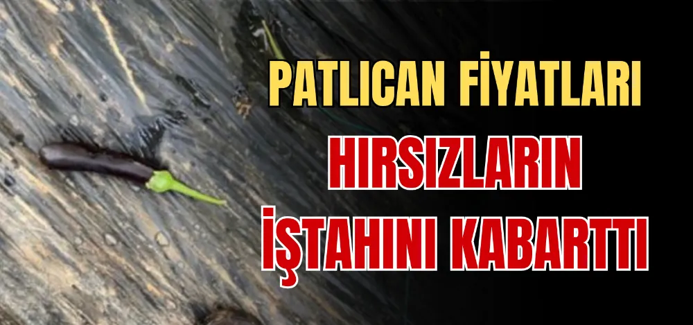 PATLICAN FİYATLARI HIRSIZLARIN İŞTAHINI KABARTTI 