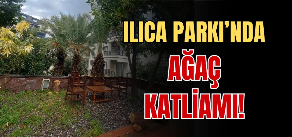 ILICA PARKI’NDA AĞAÇ KATLİAMI! 