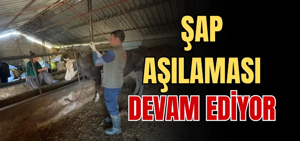 ŞAP AŞILAMASI DEVAM EDİYOR 