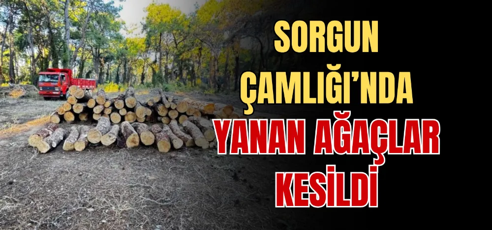 SORGUN ÇAMLIĞI’NDA YANAN AĞAÇLAR KESİLDİ