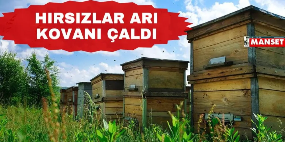 HIRSIZLAR ARI KOVANI ÇALDI