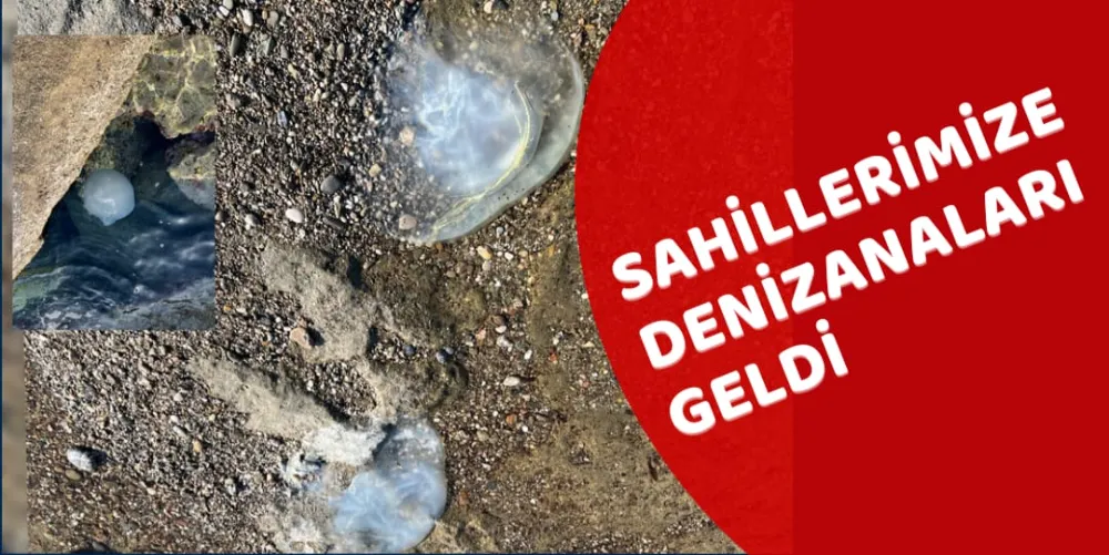 SAHİLLERİMİZE DENİZANALARI GELDİ