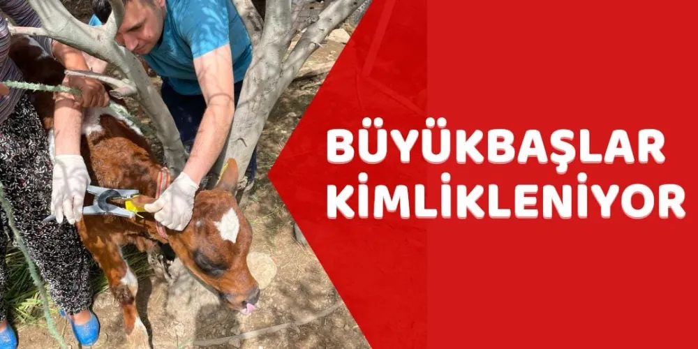 BÜYÜKBAŞLAR KİMLİKLENİYOR