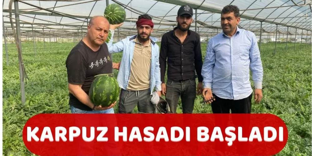 KARPUZ HASADI BAŞLADI