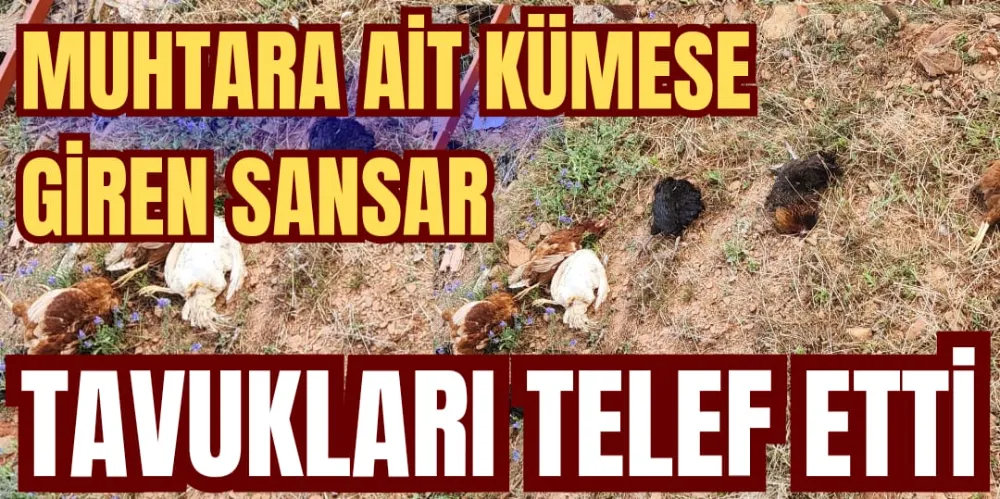 MUHTARA AİT KÜMESE GİREN SANSAR, TAVUKLARI TELEF ETTİ