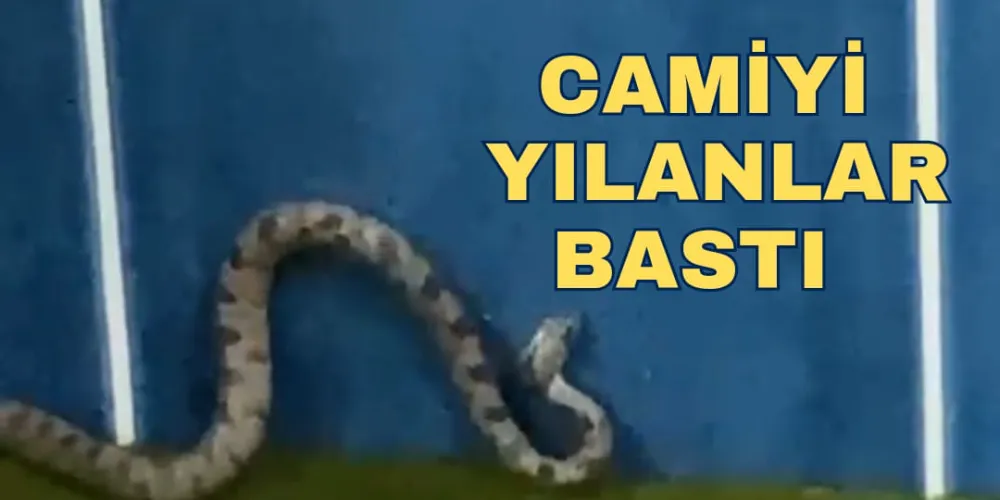 CAMİYİ YILANLAR BASTI