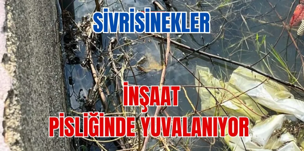 SİVRİSİNEKLER İNŞAAT  PİSLİĞİNDE YUVALANIYOR