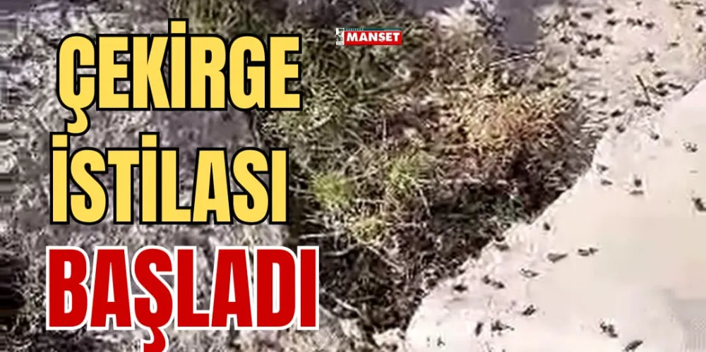 ÇEKİRGE İSTİLASI BAŞLADI