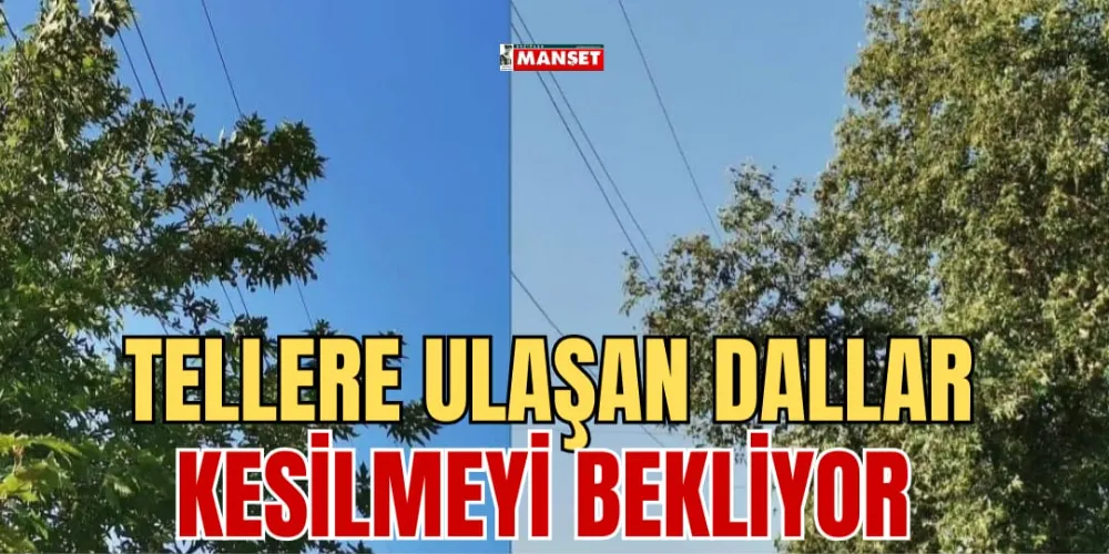 TELLERE ULAŞAN DALLAR KESİLMEYİ BEKLİYOR