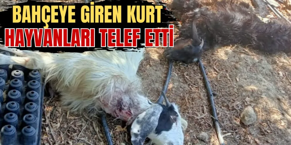 BAHÇEYE GİREN KURT, HAYVANLARI TELEF ETTİ