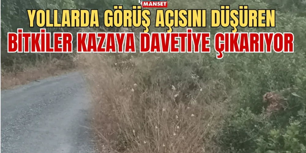 YOLLARDA GÖRÜŞ AÇISINI DÜŞÜREN BİTKİLER KAZAYA DAVETİYE ÇIKARIYOR