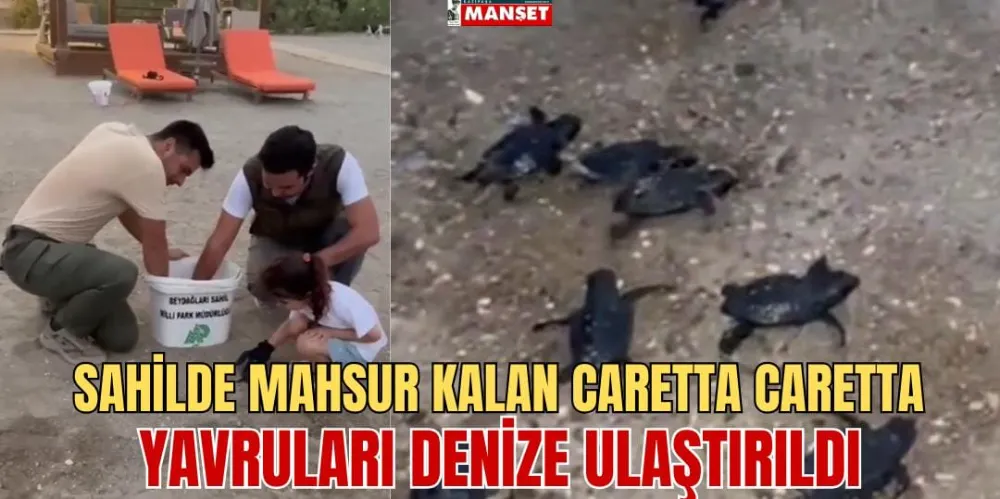  SAHİLDE MAHSUR KALAN CARETTA CARETTA YAVRULARI DENİZE ULAŞTIRILDI