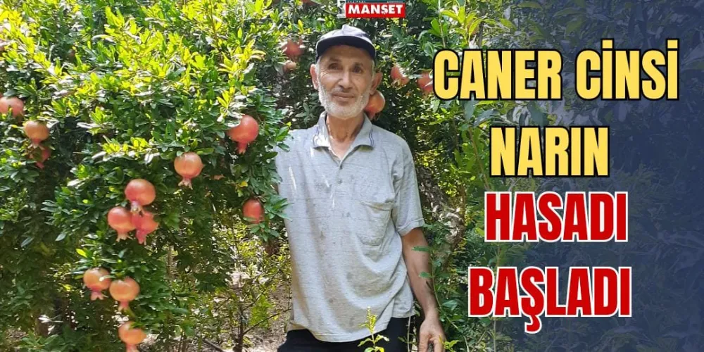 CANER CİNSİ NARIN HASADI BAŞLADI