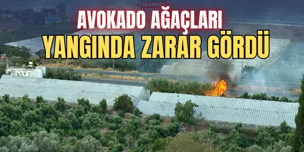 AVOKADO AĞAÇLARI YANGINDA ZARAR GÖRDÜ