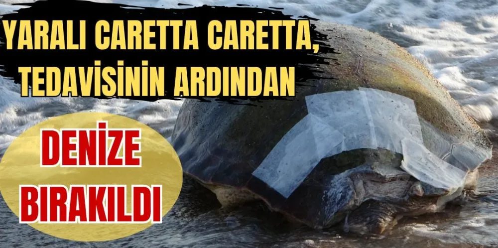 YARALI CARETTA CARETTA TEDAVİSİNİN ARDINDAN DENİZE BIRAKILDI