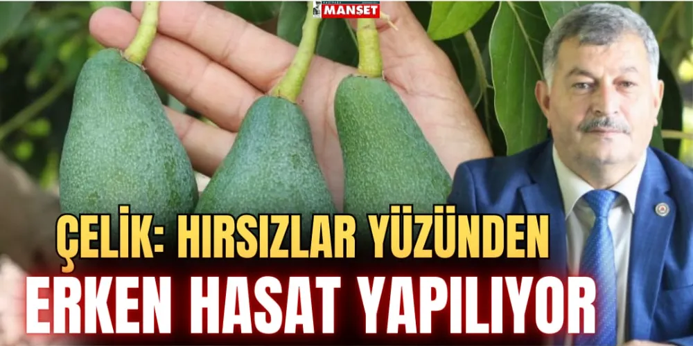 ÇELİK: HIRSIZLAR YÜZÜNDEN  ERKEN HASAT YAPILIYOR