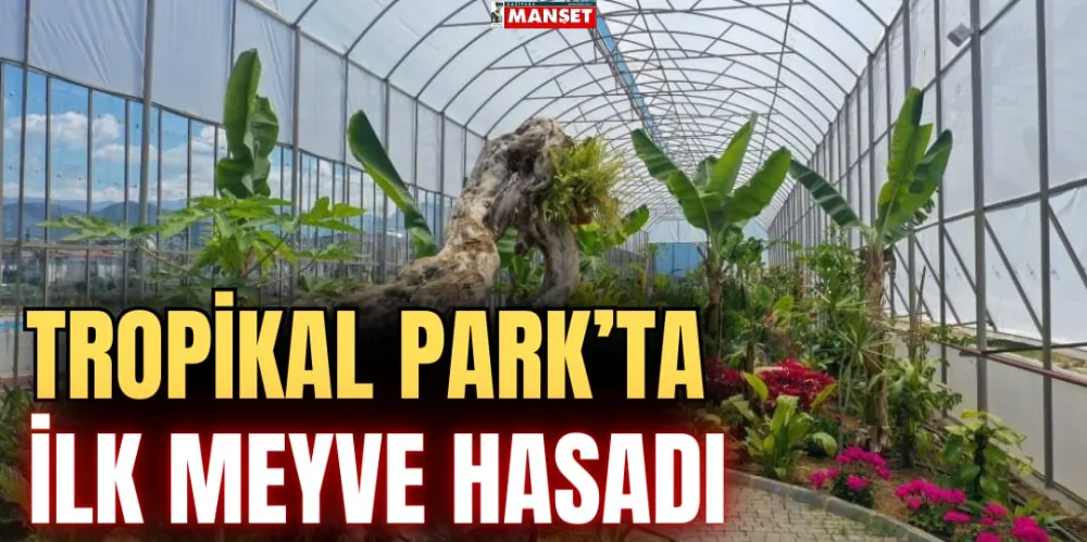 TROPİKAL PARK’TA İLK MEYVE HASADI