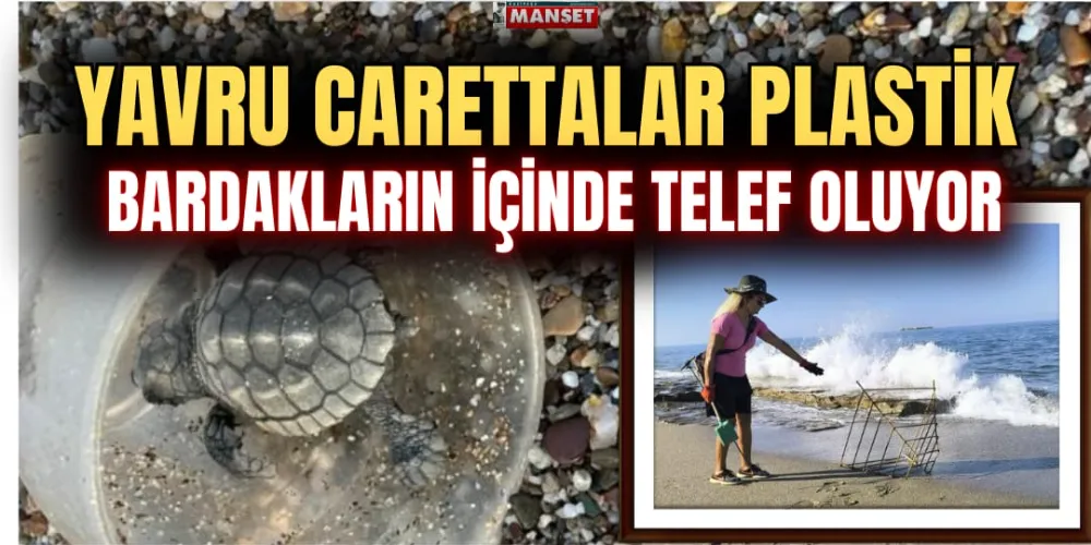 YAVRU CARETTALAR PLASTİK BARDAKLARIN İÇİNDE TELEF OLUYOR