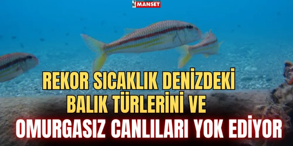 REKOR SICAKLIK DENİZDEKİ BALIK TÜRLERİNİ VE OMURGASIZ CANLILARI YOK EDİYOR