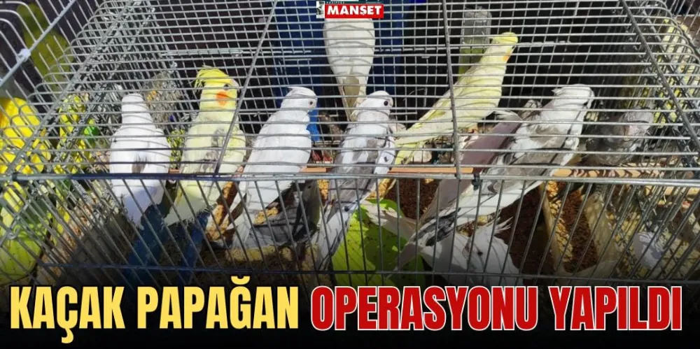 KAÇAK PAPAĞAN OPERASYONU YAPILDI