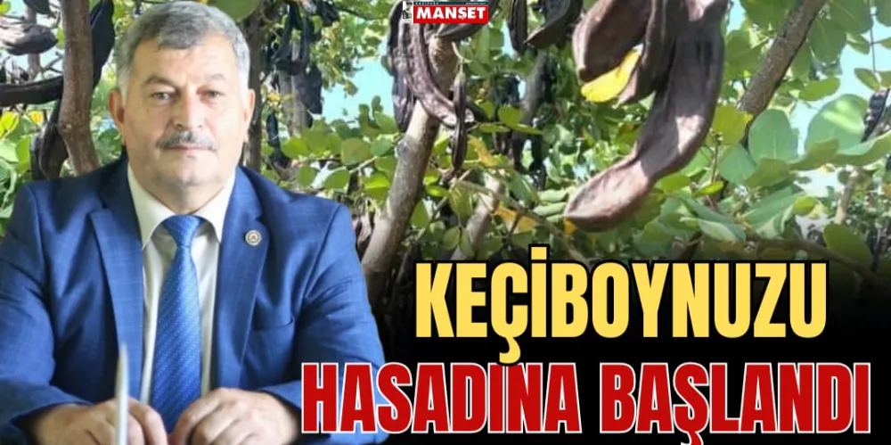 KEÇİBOYNUZU HASADINA BAŞLANDI