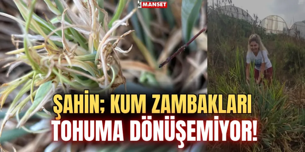 ŞAHİN; KUM ZAMBAKLARI  TOHUMA DÖNÜŞEMİYOR!