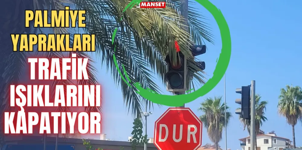 PALMİYE YAPRAKLARI TRAFİK IŞIKLARINI KAPATIYOR