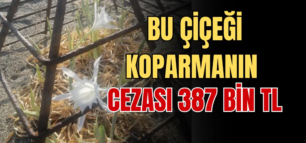 BU ÇİÇEĞİ KOPARMANIN CEZASI 387 BİN TL 