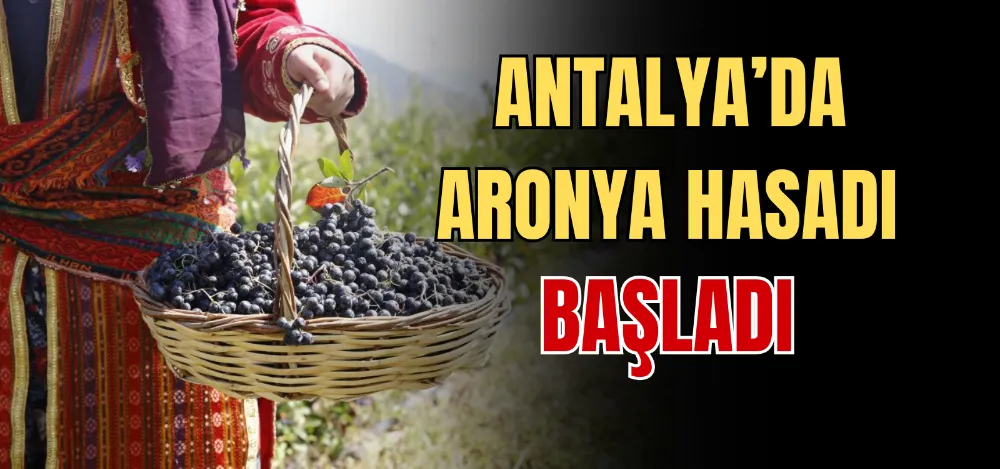 ANTALYA’DA ARONYA HASADI BAŞLADI 