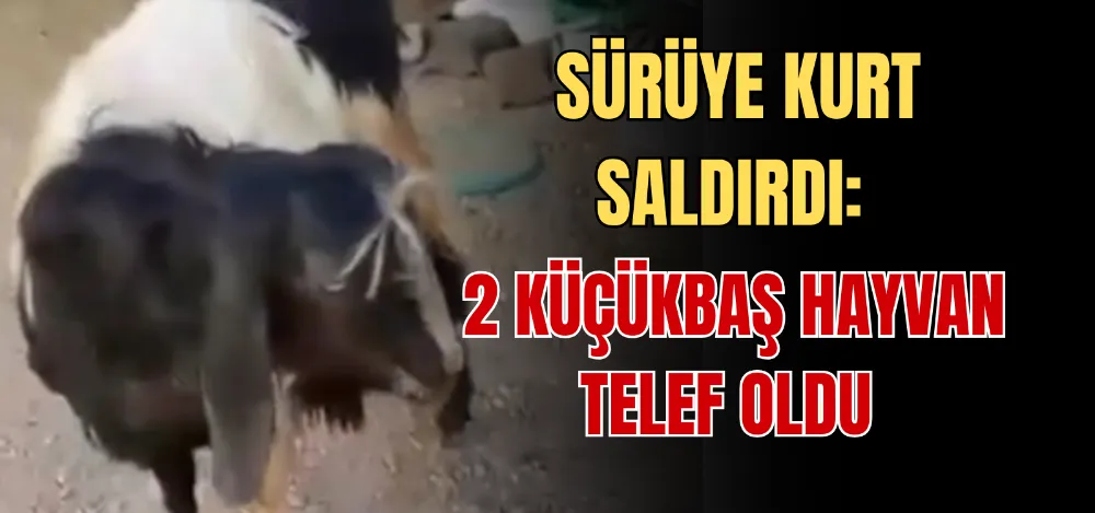 SÜRÜYE KURT SALDIRDI: 2 KÜÇÜKBAŞ HAYVAN TELEF OLDU 