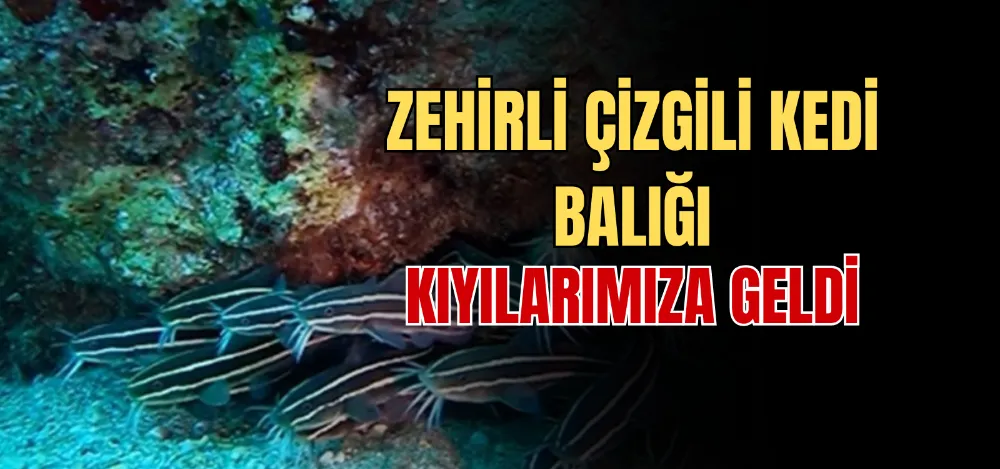 ZEHİRLİ ÇİZGİLİ KEDİ BALIĞI KIYILARIMIZA GELDİ 