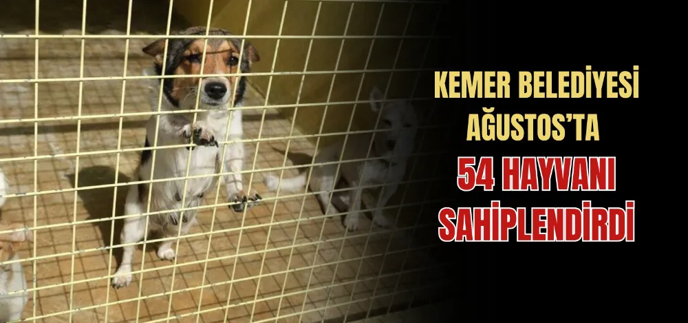 KEMER BELEDİYESİ AĞUSTOS’TA 54 HAYVANI SAHİPLENDİRDİ