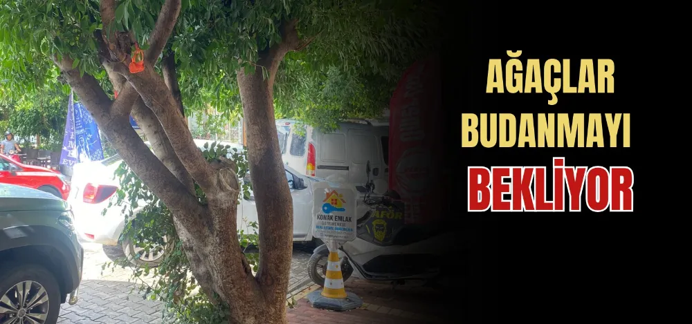 AĞAÇLAR BUDANMAYI BEKLİYOR